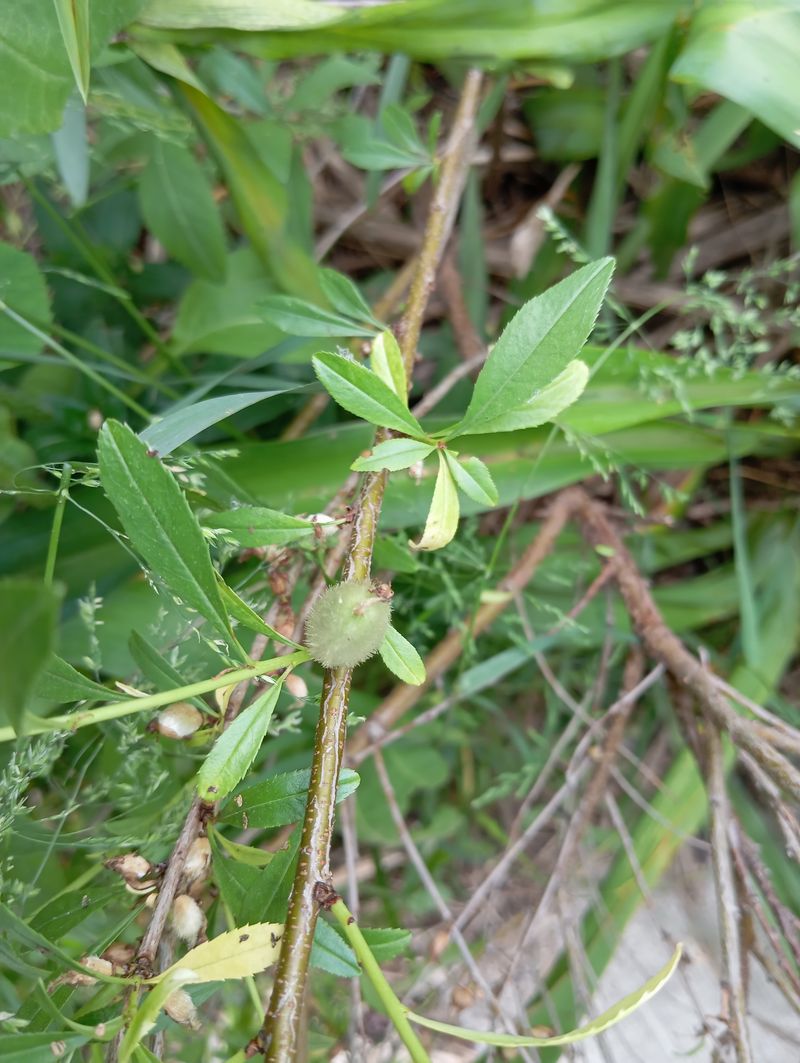 Prunus tenella